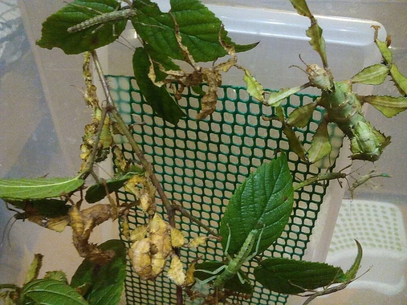 Strašilky,vajíčka