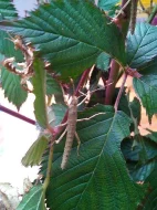 Strašilky,vajíčka