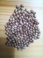 Strašilky,vajíčka