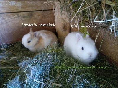 Zakrslý králík - králíček - mláďata