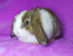 Zakrslý beránci