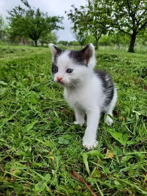 Daruji černobílé koťátko