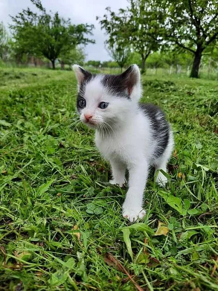 Daruji černobílé koťátko