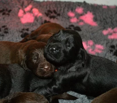 Flat coated retriever