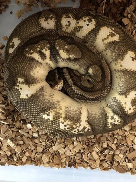 Python Regius Pastel Calico