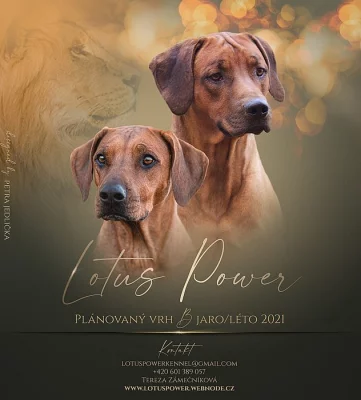 Rhodéský ridgeback