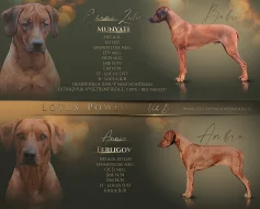 Rhodéský ridgeback