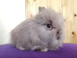 Zakrslí teddy králíčci - možnost dopravy po ČR