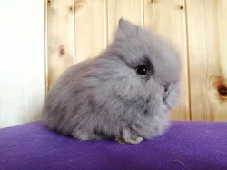 Zakrslí teddy králíčci - možnost dopravy po ČR