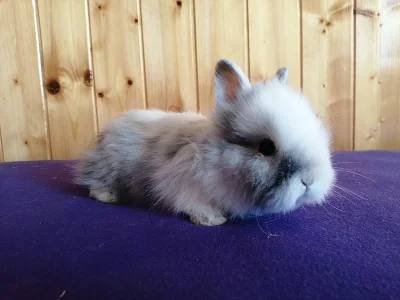 Zakrslí teddy králíčci - možnost dopravy po ČR