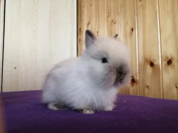 Zakrslí teddy králíčci - možnost dopravy po ČR