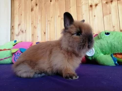 Zakrslí teddy králíčci - možnost dopravy po ČR