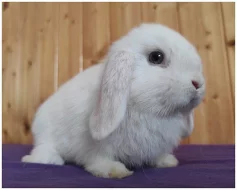 Zakrslí berani s PP