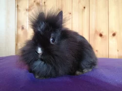 Lvíčci mini - zakrslí kraličci, doprava po ČR