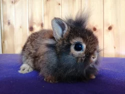 Lvíčci mini - zakrslí kraličci, doprava po ČR