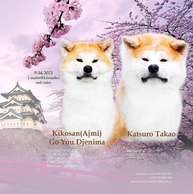 Štěně Akita Inu