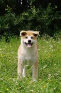Štěně Akita Inu