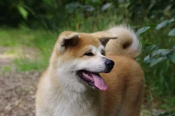 Štěně Akita Inu