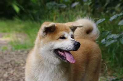 Štěně Akita Inu