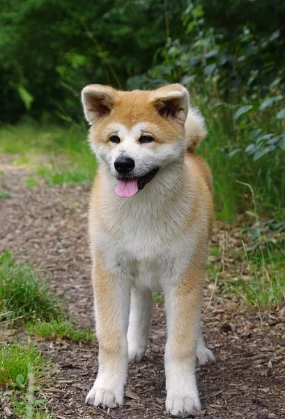 Štěně Akita Inu