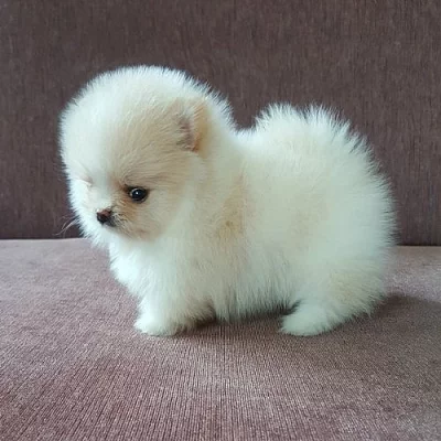 Mini pomeranian bez PP