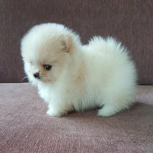 Mini pomeranian bez PP