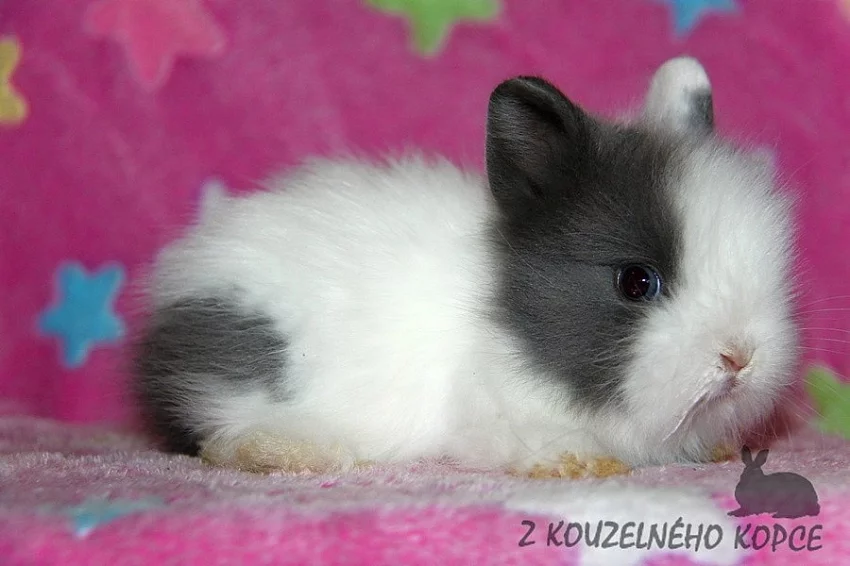 Zakrslí králíčci Teddy s VP -> doprava po ČR možná