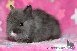 Zakrslí králíčci Teddy s VP -> doprava po ČR možná