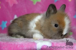 Zakrslí králíčci Teddy s VP -> doprava po ČR možná