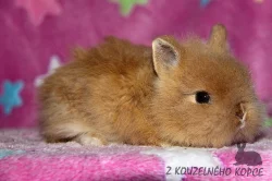 Zakrslí králíčci Teddy s VP -> doprava po ČR možná