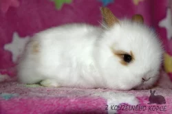 Zakrslí králíčci Teddy s VP -> doprava po ČR možná