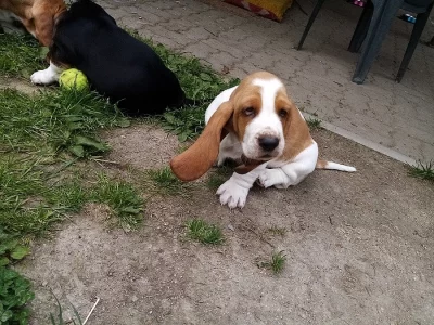 Basset hound