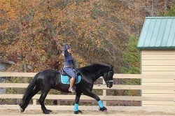 Vynikající 9letý fríský valach