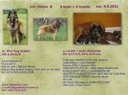 Belgický ovčák Tervueren- prodám