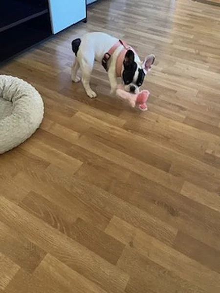 Prodám štěně francouzský buldoček- fenka