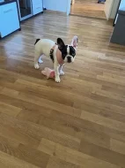 Prodám štěně francouzský buldoček- fenka