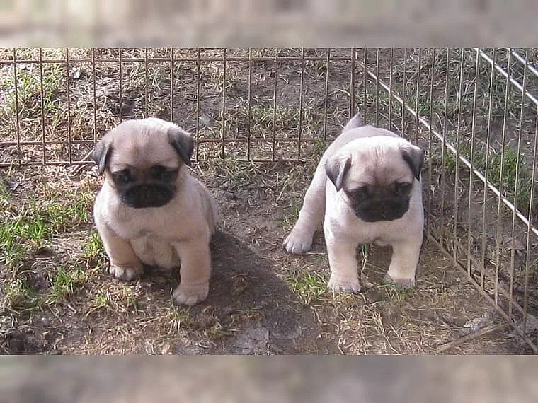 Mops štěňata A vrh