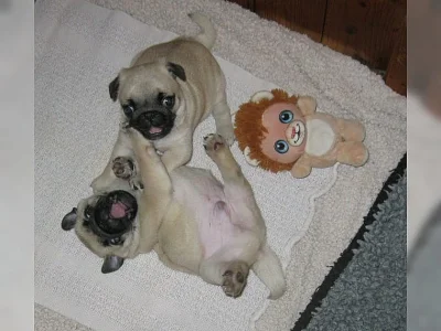 Mops štěňata A vrh
