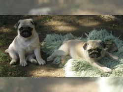 Mops štěňata A vrh
