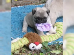 Mops štěňata A vrh