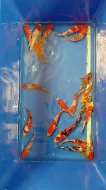Koi kapr
