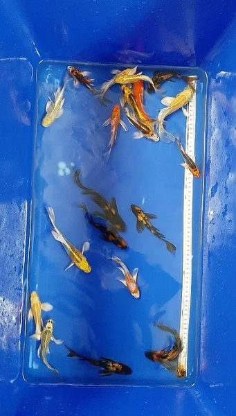 Koi kapr