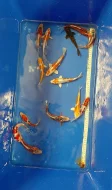 Koi kapr