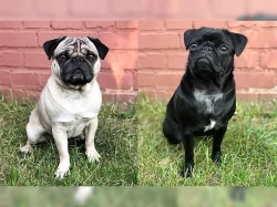 Mopsí děti (100% zdravé)