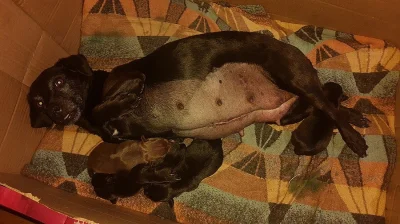 Patterdale teriér štěňata