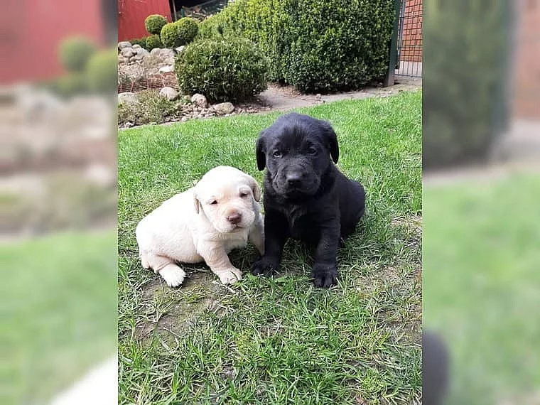 Labradorská štěňata s rodokmenem.