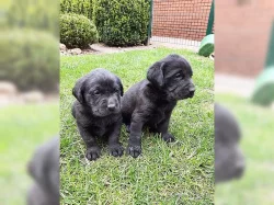 Labradorská štěňata s rodokmenem.