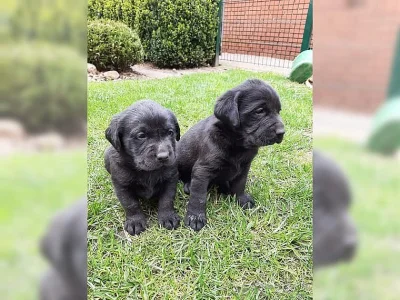 Labradorská štěňata s rodokmenem.