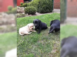 Labradorská štěňata s rodokmenem.