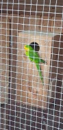 Papoušek nadhermy